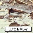 水辺に立つセグロセキレイの写真