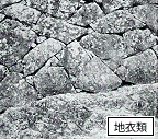 石垣についている地衣類の写真