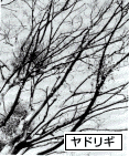 ヤドリギの木の枝の写真