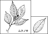 ムクノキの葉の写真