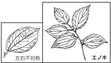 エノキの葉の写真