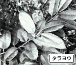 タラヨウの葉の写真