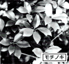 モチノキの葉の写真
