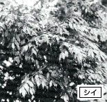 シイの葉の写真