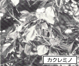 カクレミノの写真