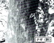ナギの木の幹の写真