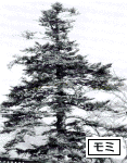 モミの木の写真