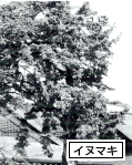 イヌマキの木の写真