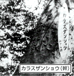 カラスザンヨウの木の幹の写真