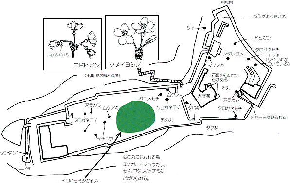 彦根城西の丸本丸の植物と鳥の分布図
