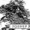 クロガネモチの木の写真