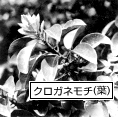 クロガネモチの葉の写真