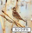 カ木の枝に留まっているシラダカの写真