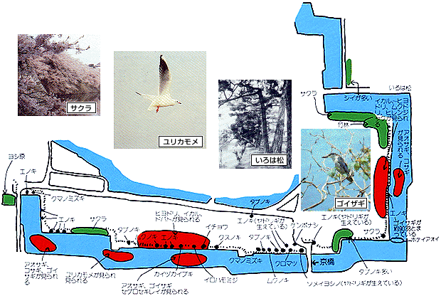 彦根城外堀の木と鳥の分布図