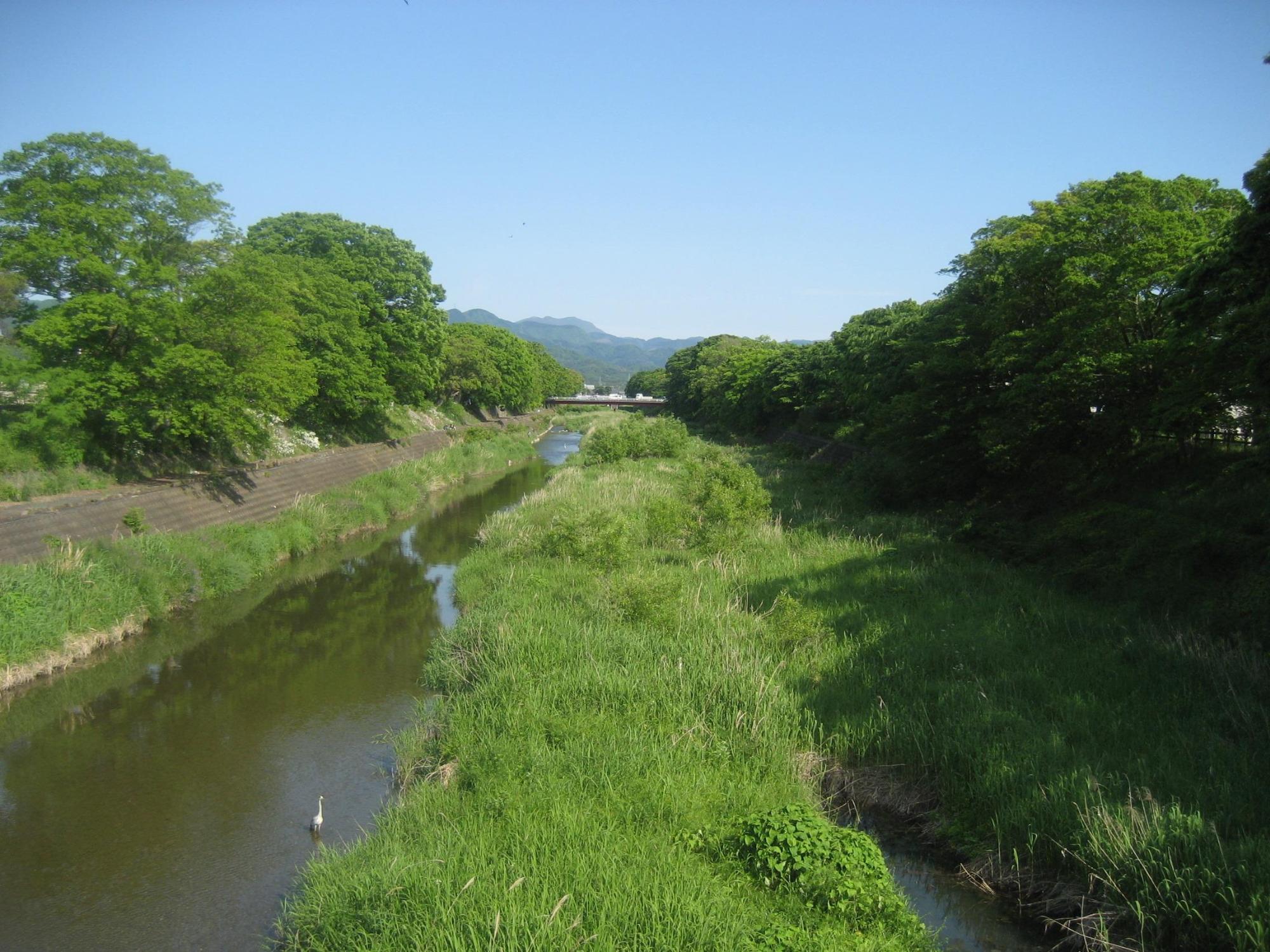 両側に木が生い茂る河川の写真