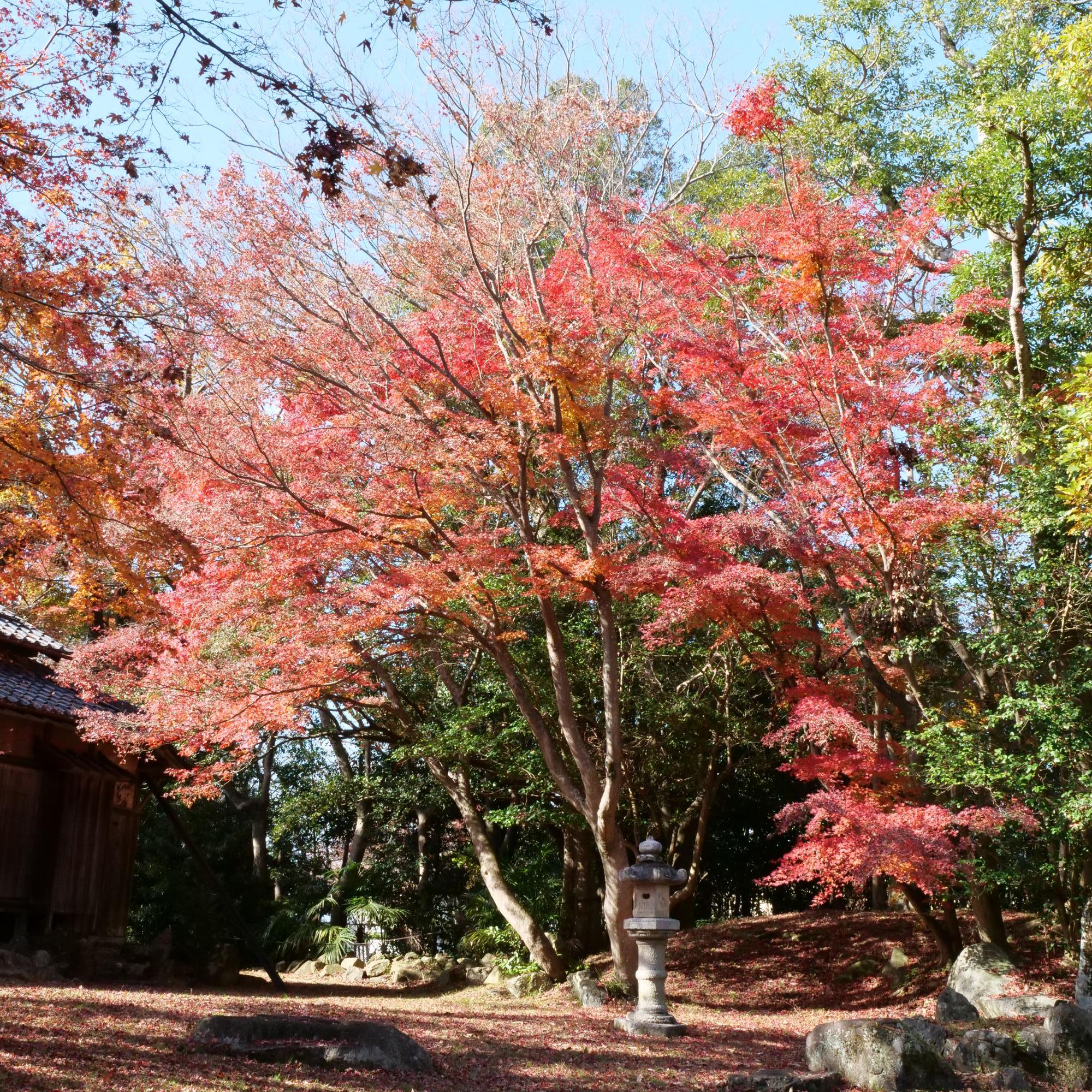 お浜御殿の紅葉