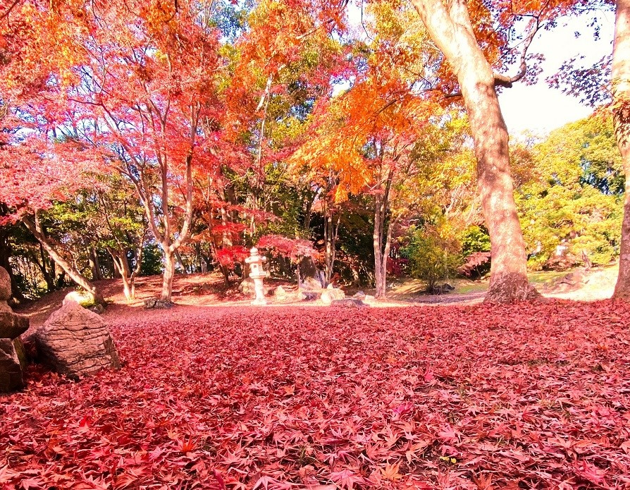 紅葉の庭園一面にもみじが積もっている様子の写真
