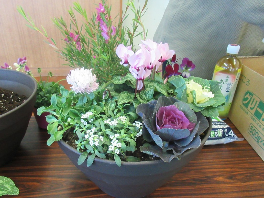 完成した寄せ植えの鉢