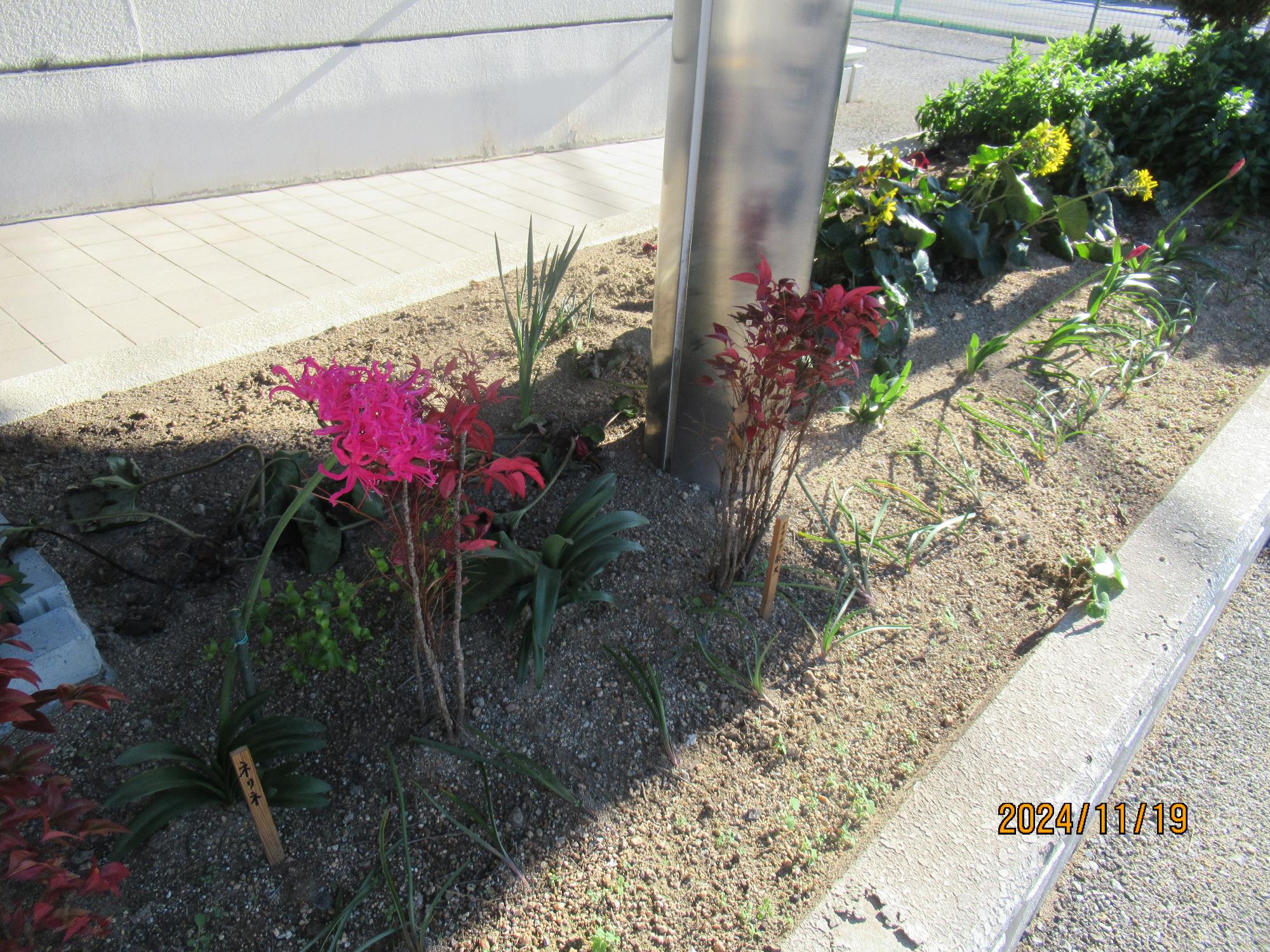 様々な花が咲いた花壇の写真