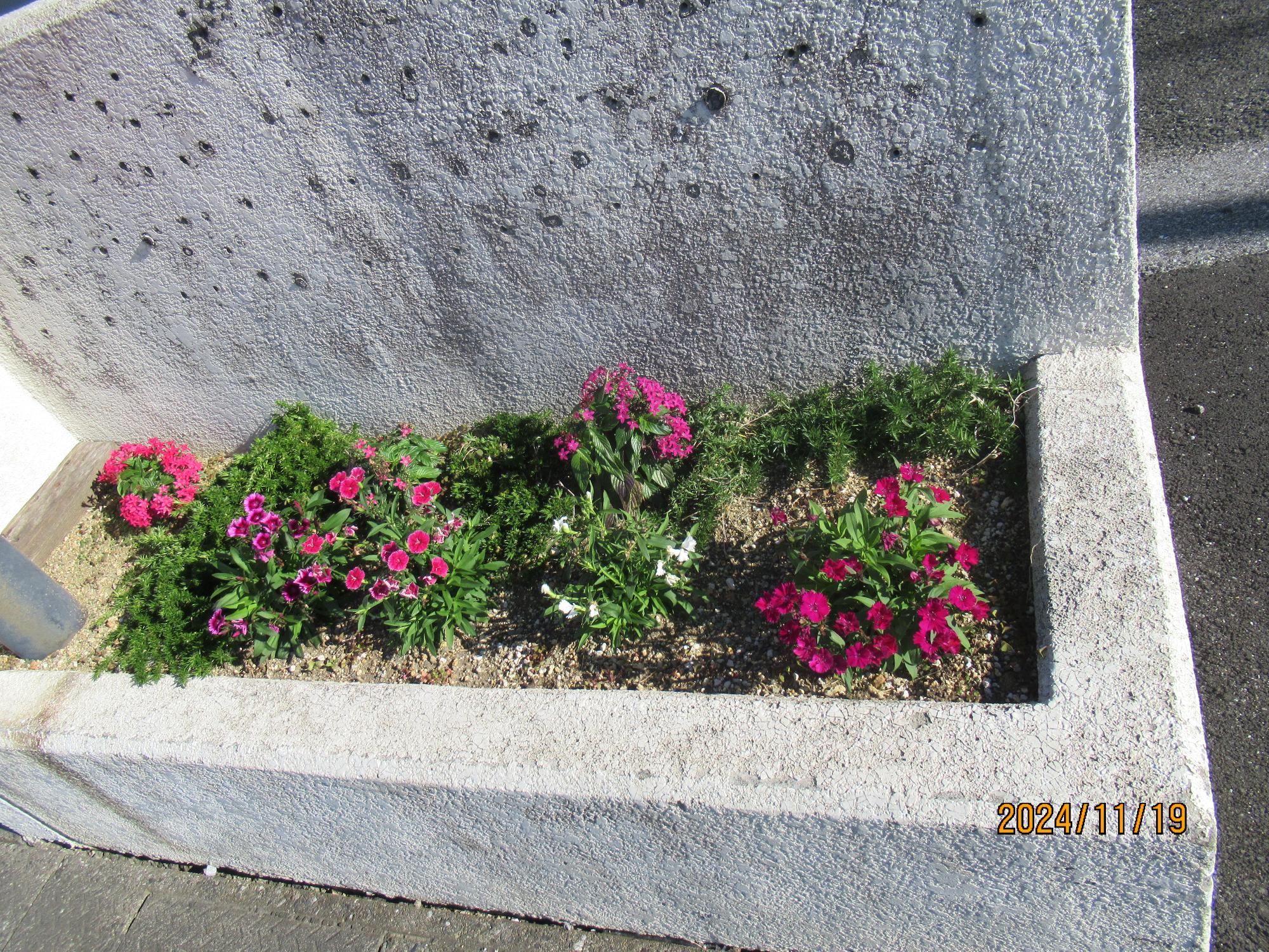 ピンク色の花が植えられた花壇の写真