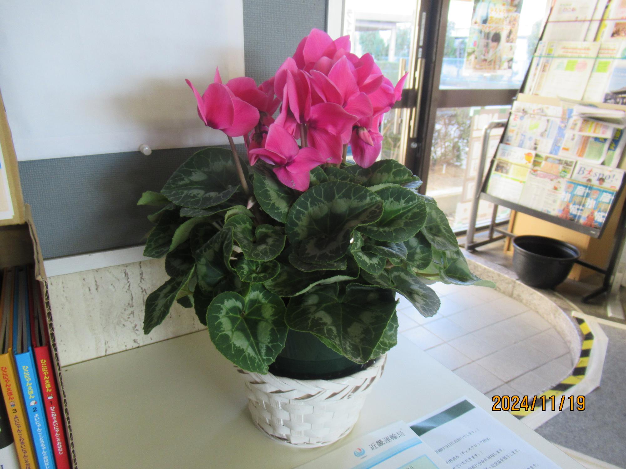 館内に飾られてる鉢植えの花