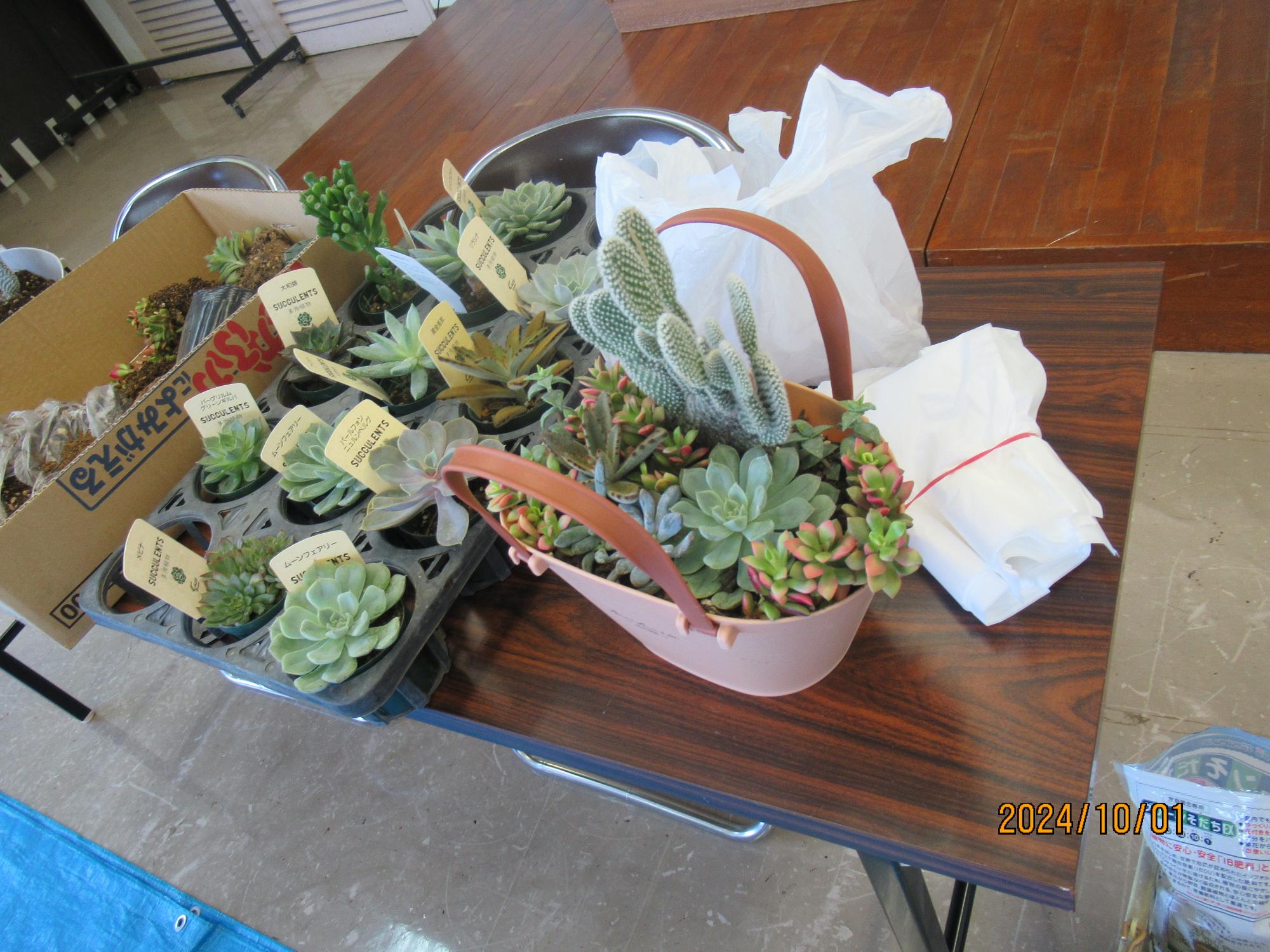 多肉植物の写真