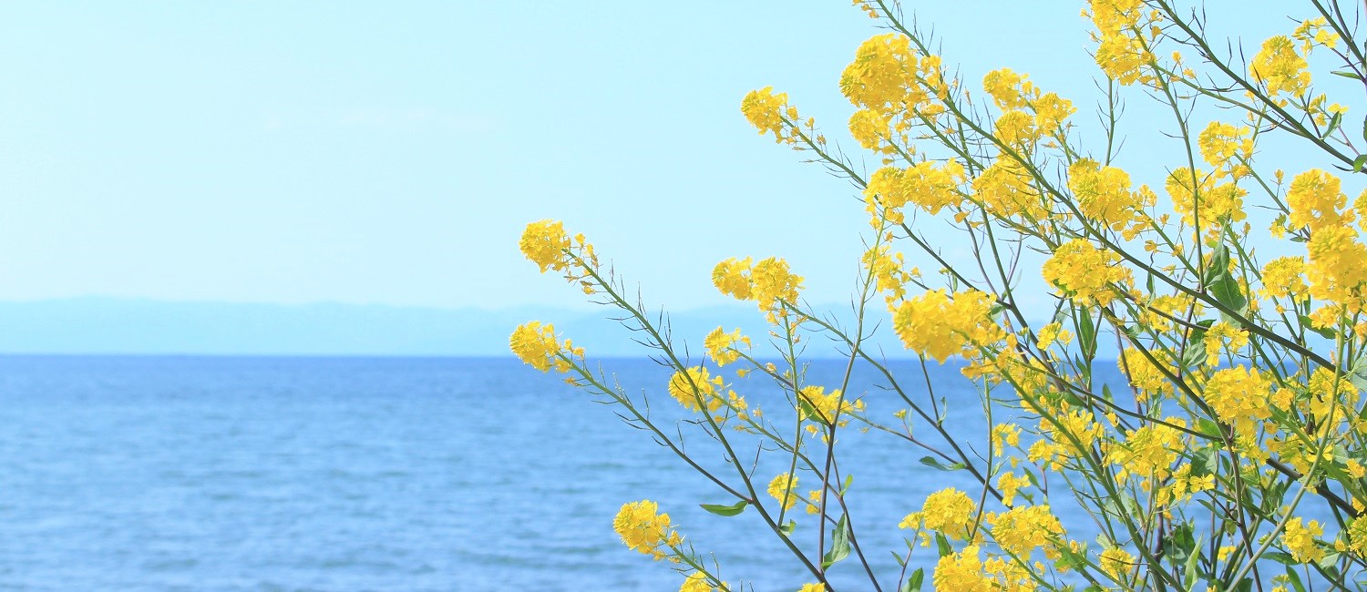 菜の花と琵琶湖
