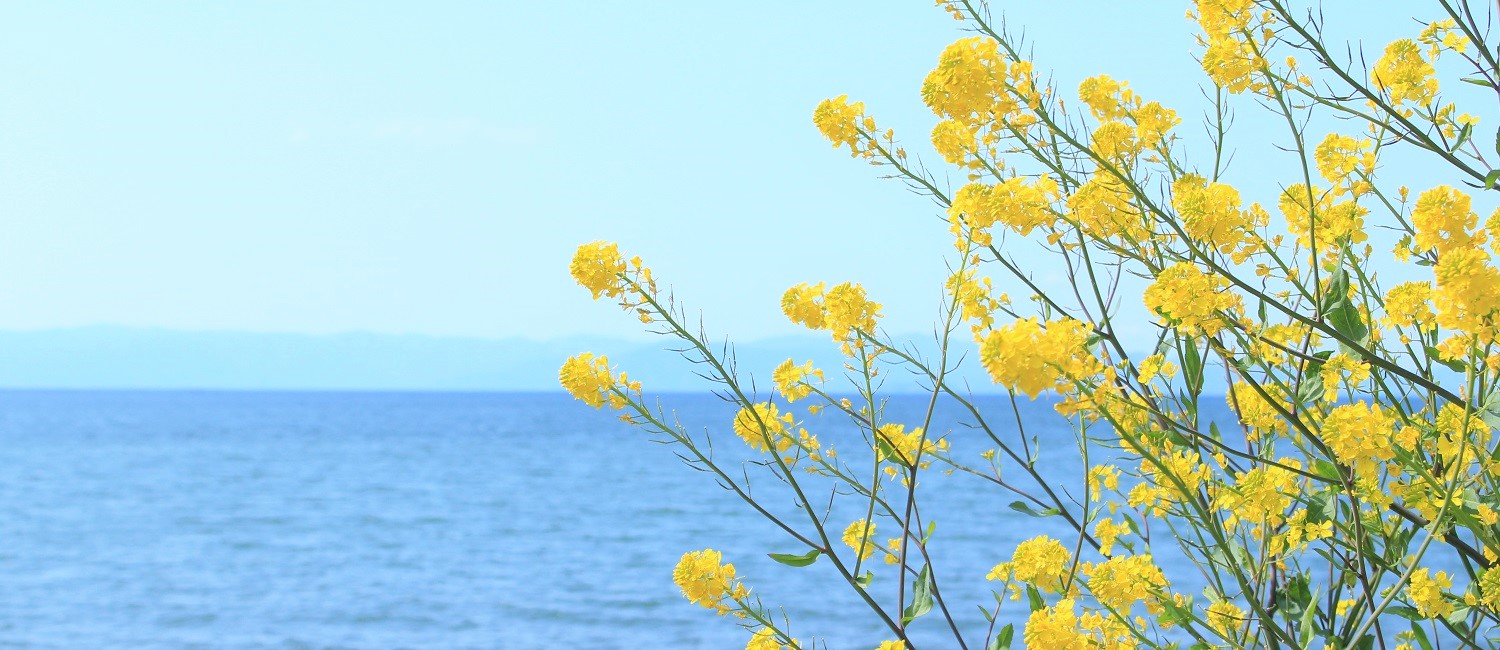 びわ湖と菜の花