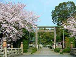 ほっこりカフェ朴(もく)がある神社の鳥居と両脇の桜の写真