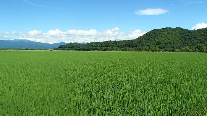 疋田さんの田んぼ