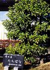 彦根市の市の木、たちばなの写真