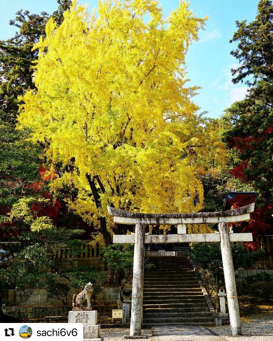 新神社のイチョウ