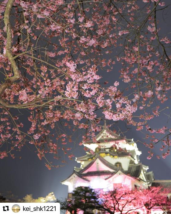 彦根城と桜