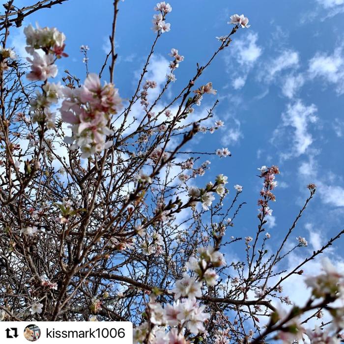 金亀公園の二季咲桜